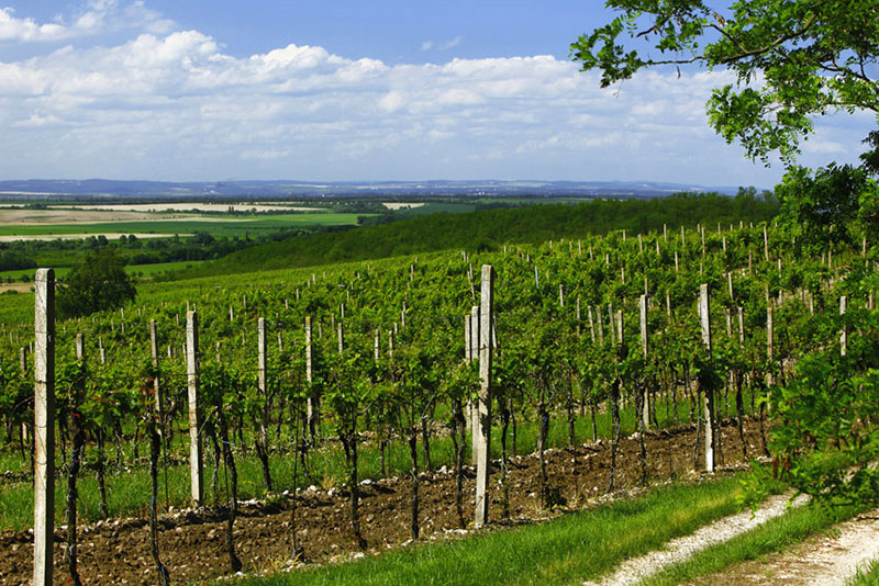 vinařství Marcinčák - Viniční trať Stará hora Novosedly