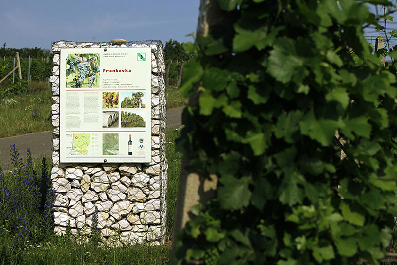 vinařství Marcinčák - Naučná stezka Stará hora